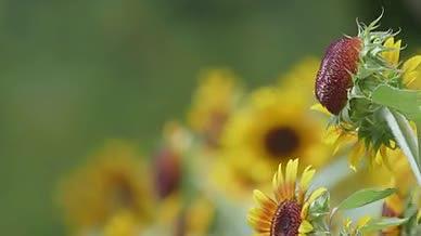 4K实拍植物向日葵视频素材视频的预览图